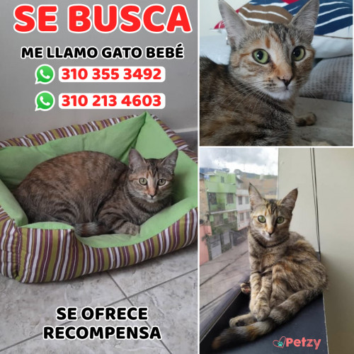 Foto de mascota Gato Bebé