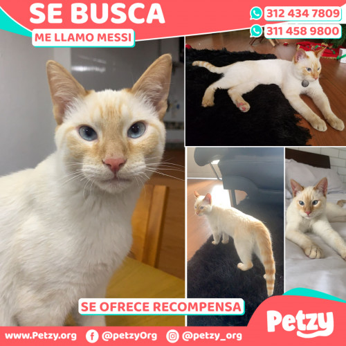 Foto de mascota Messi