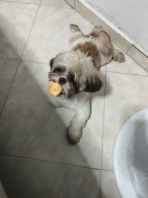 Milo