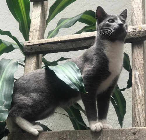 Otto