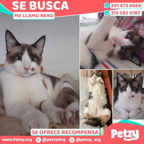 Foto de mascota Neko