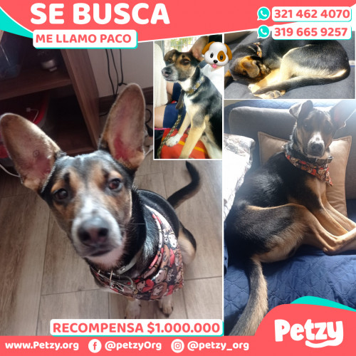 Foto de mascota Paco 