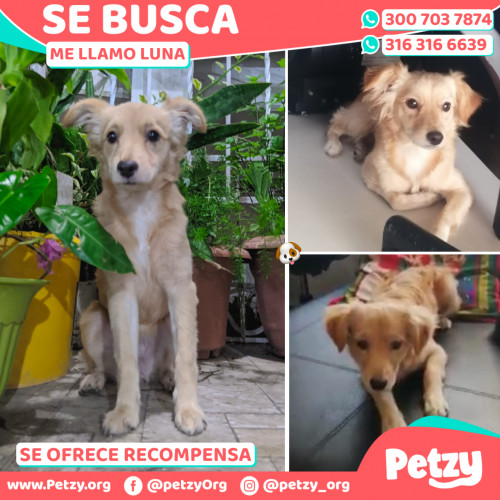 Foto de mascota Luna