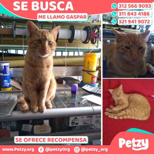 Foto de mascota Gaspar