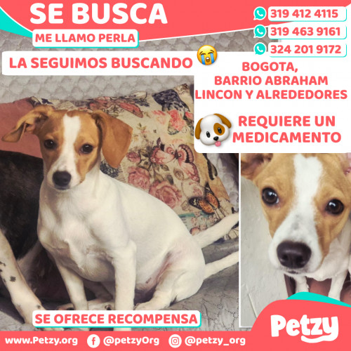 Foto de mascota Perla
