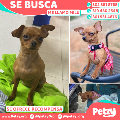 Foto de mascota Milu