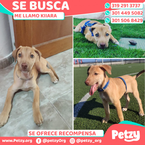 Foto de mascota Kiiara