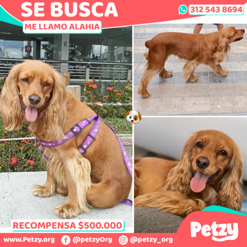 Foto de mascota Alahia