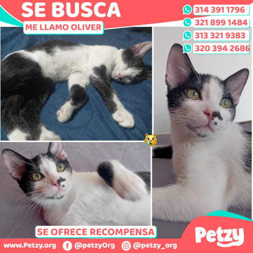 Foto de mascota Oliver