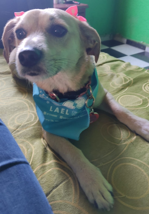 Nala