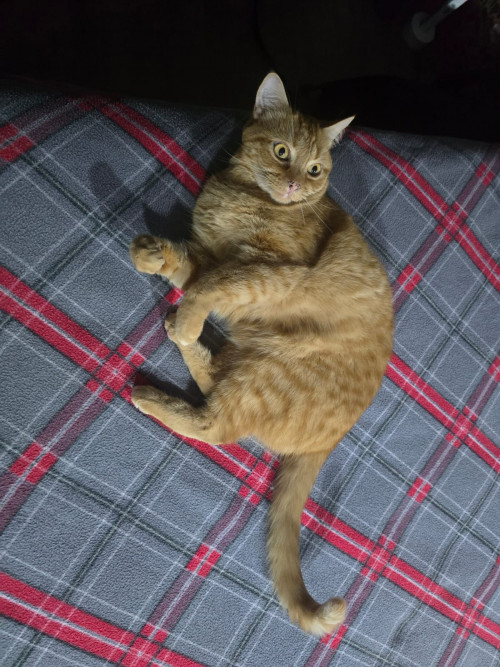 Kin