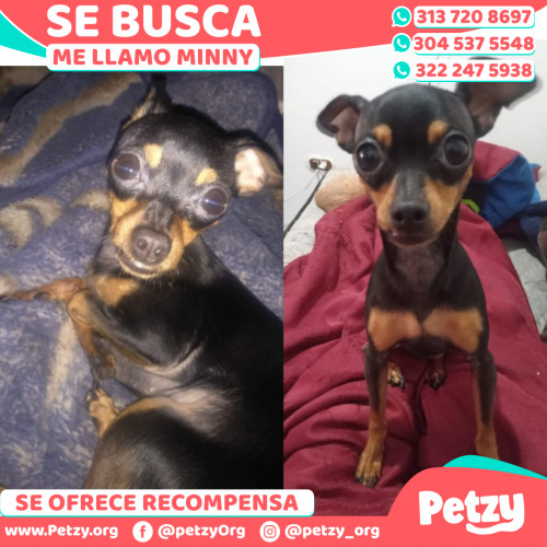 Foto de mascota Minny 