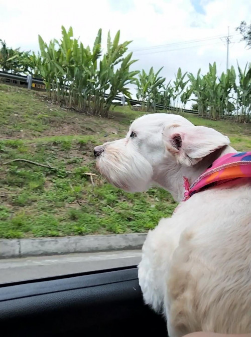 Lola