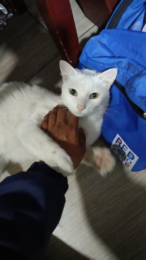 Romeo