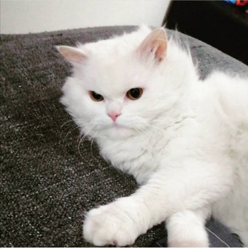 Gary