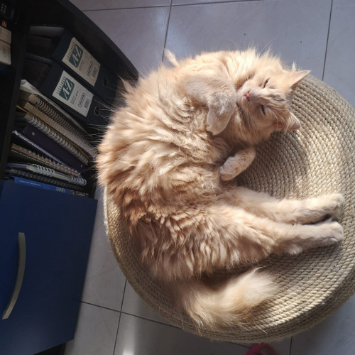 Simón 