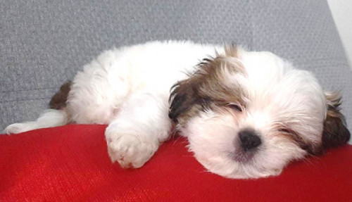 Benji