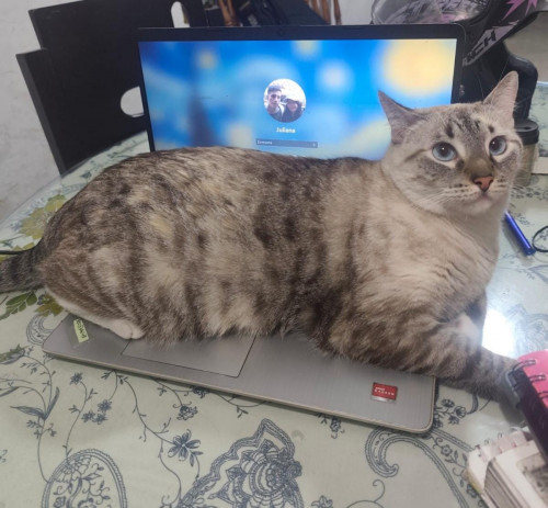Kira