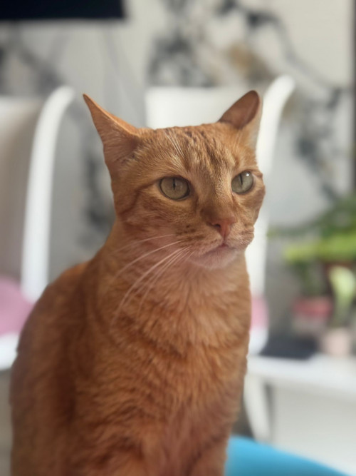 Toby