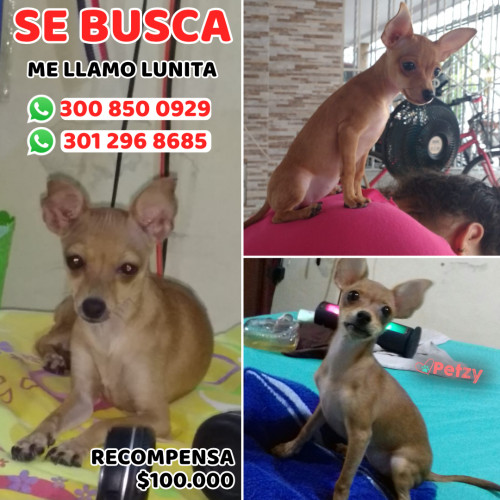 Foto de mascota Lunita