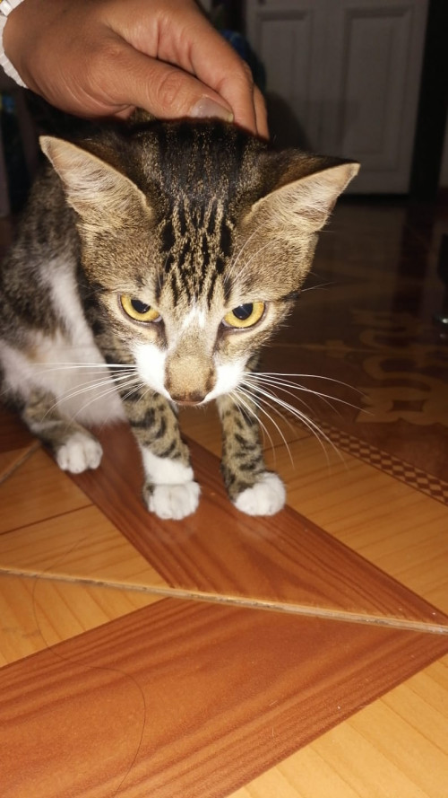 Natsu