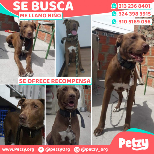 Foto de mascota Niño