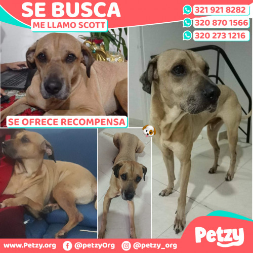 Foto de mascota Scott