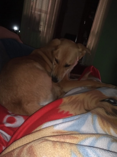 Chiqui