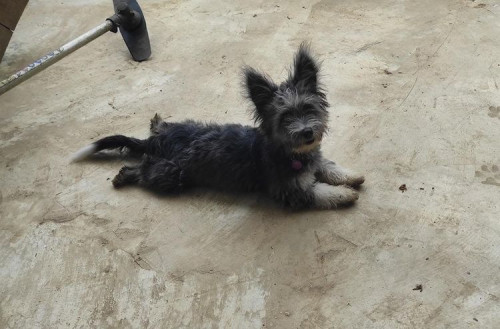 Almendra