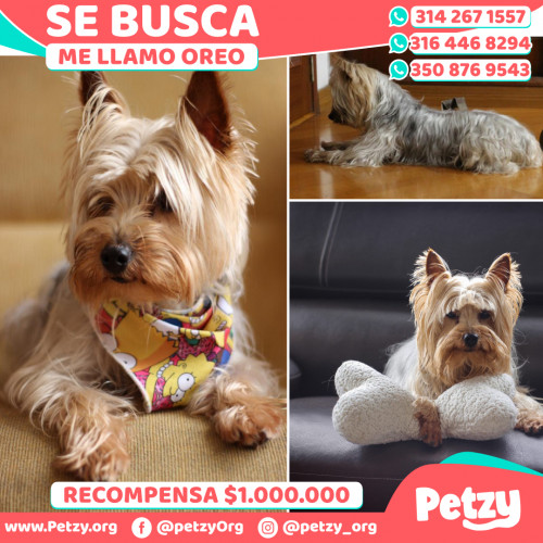 Foto de mascota Oreo