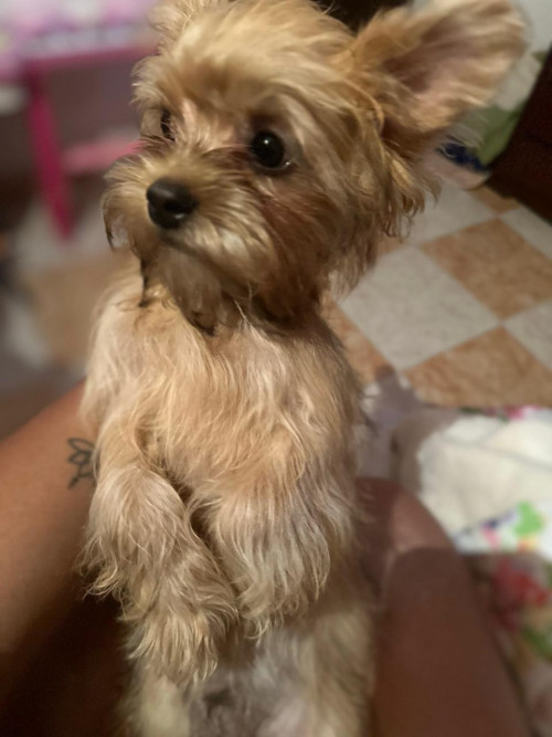 Milo