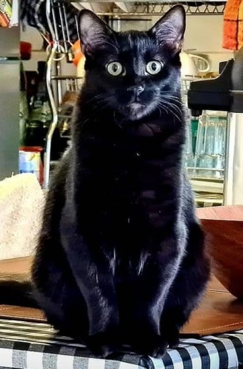 Kuko
