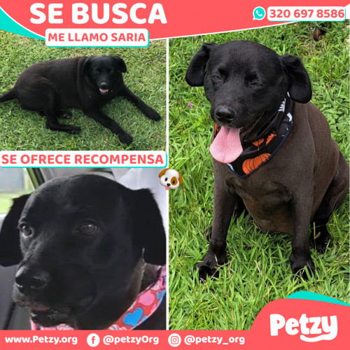 Foto de mascota Saria