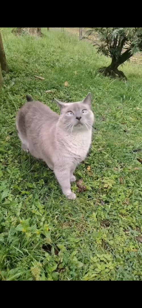 Olaf