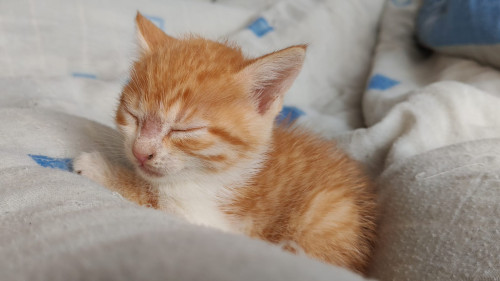 Cheeto