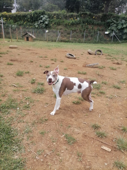 Manchas