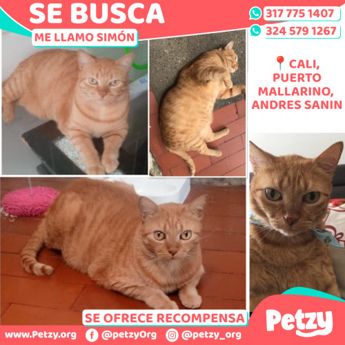 Simón