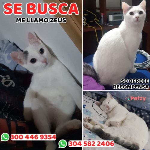 Foto de mascota Zeus