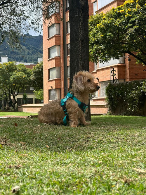 Panchito