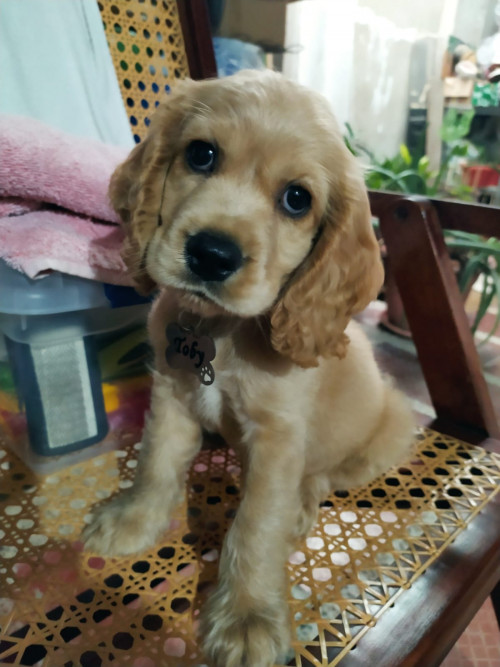 Toby