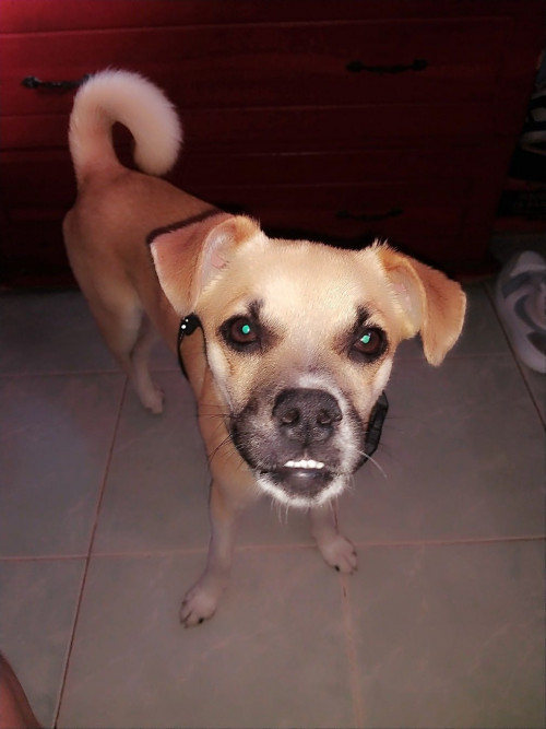 Demetrio