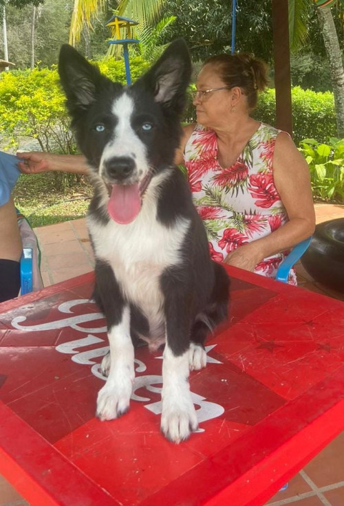 Sparky