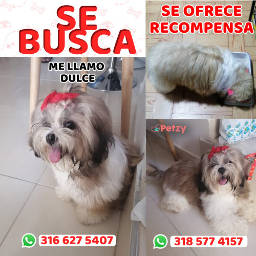 Foto de mascota Dulce