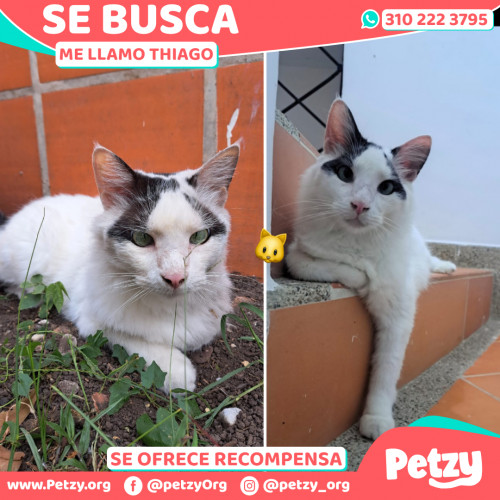 Foto de mascota Thiago