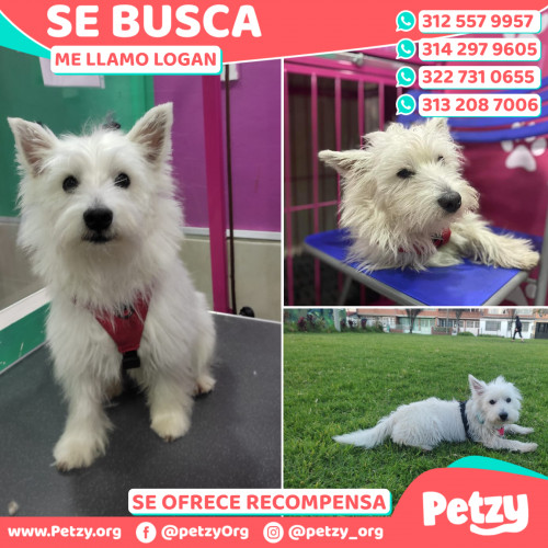 Foto de mascota Logan