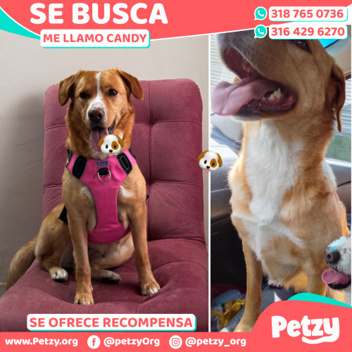 Foto de mascota Candy