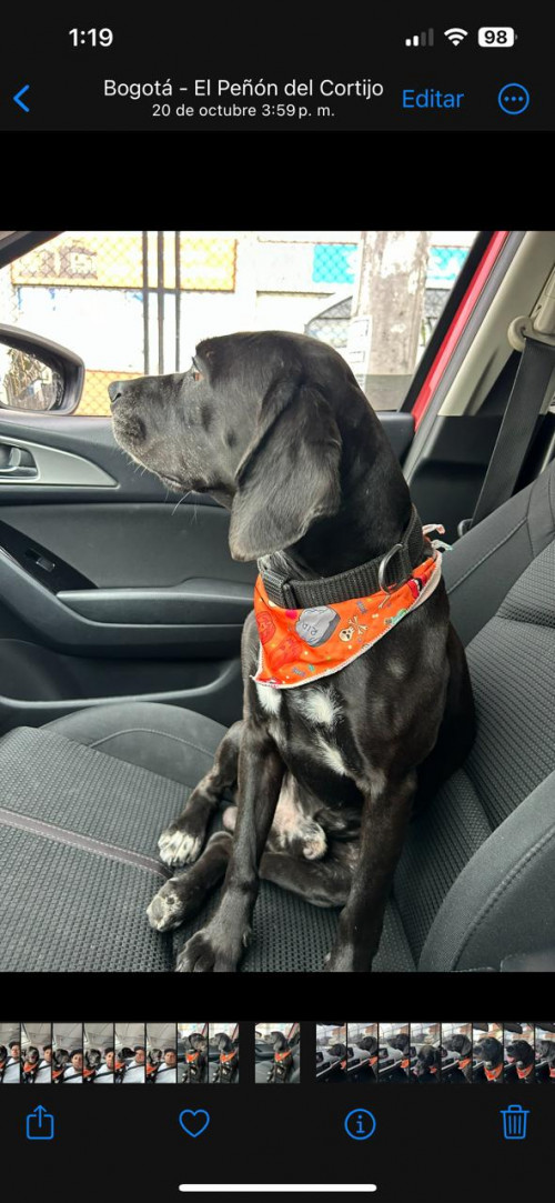 Dash