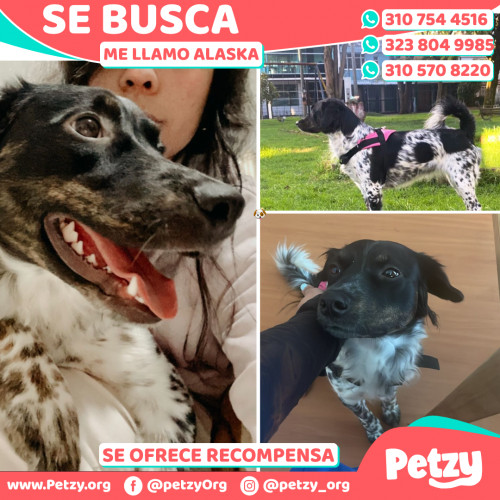 Foto de mascota Alaska