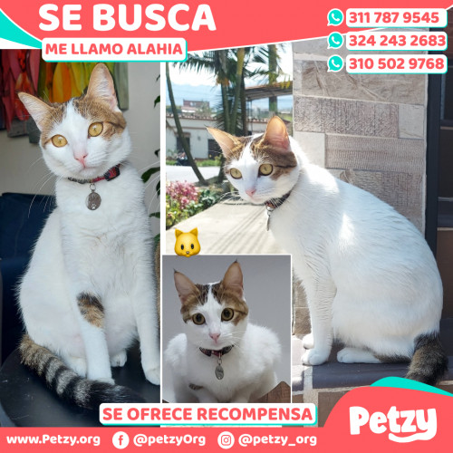 Foto de mascota Alahia