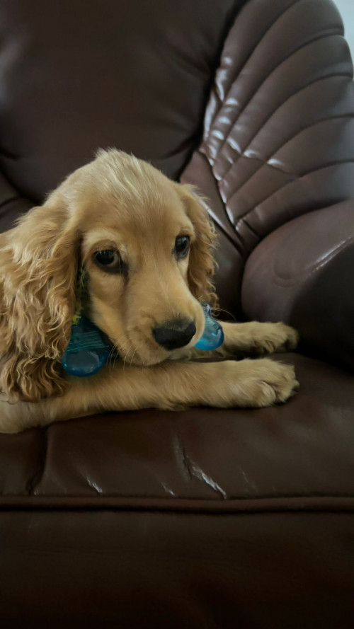Se Busca A Este Perrito